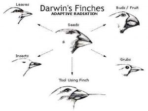 Darwins finches